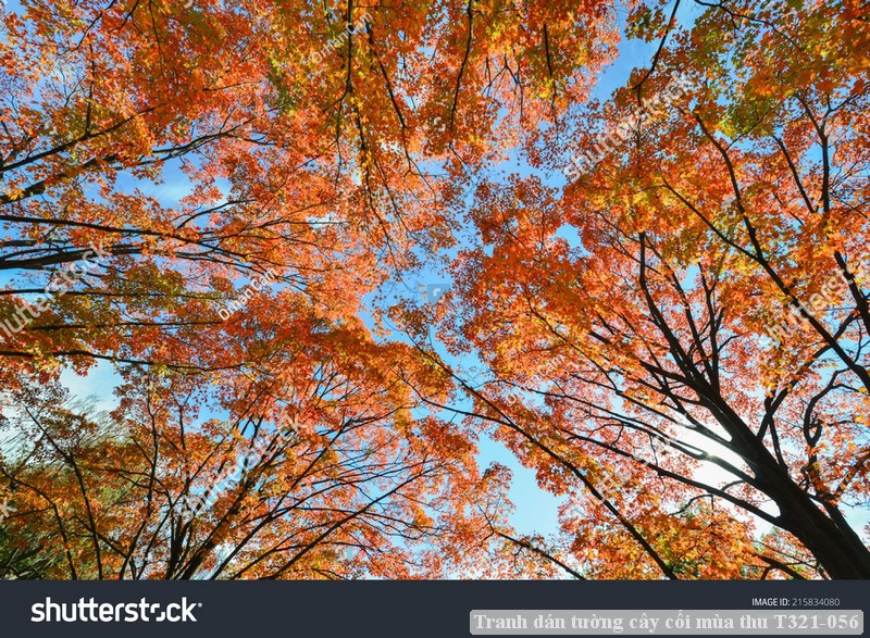 Tranh dán tường cây cối mùa thu T321-056